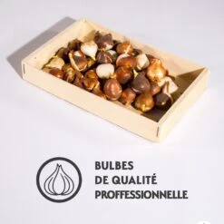 40 Tulipes Darwin En Mélange 7 40 Tulipes Darwin En Mélange -France Fournitures De Jardin Soldes 2024 qlz 103712 3