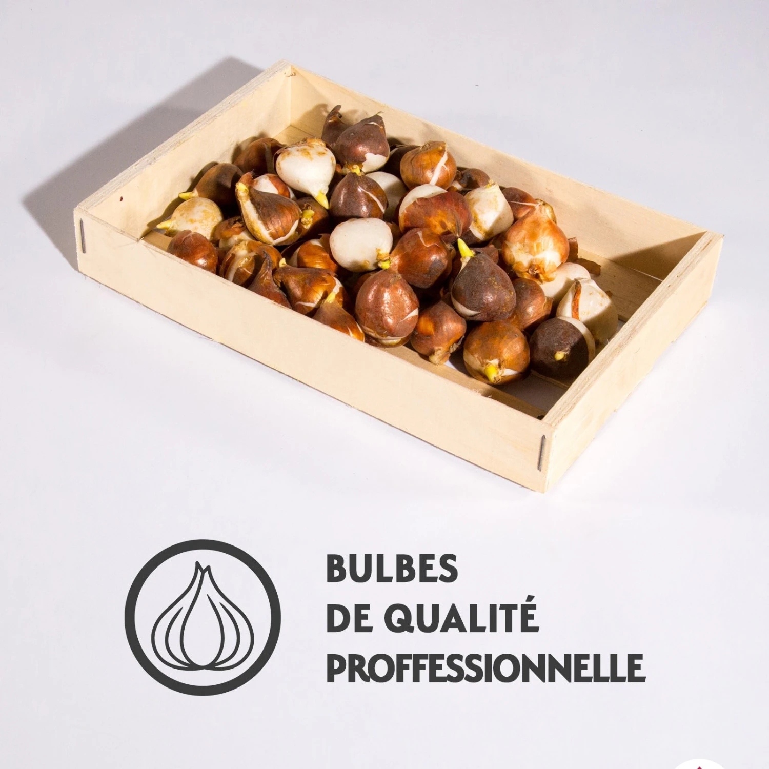 40 Tulipes Darwin En Mélange 5 40 Tulipes Darwin En Mélange – Image 3