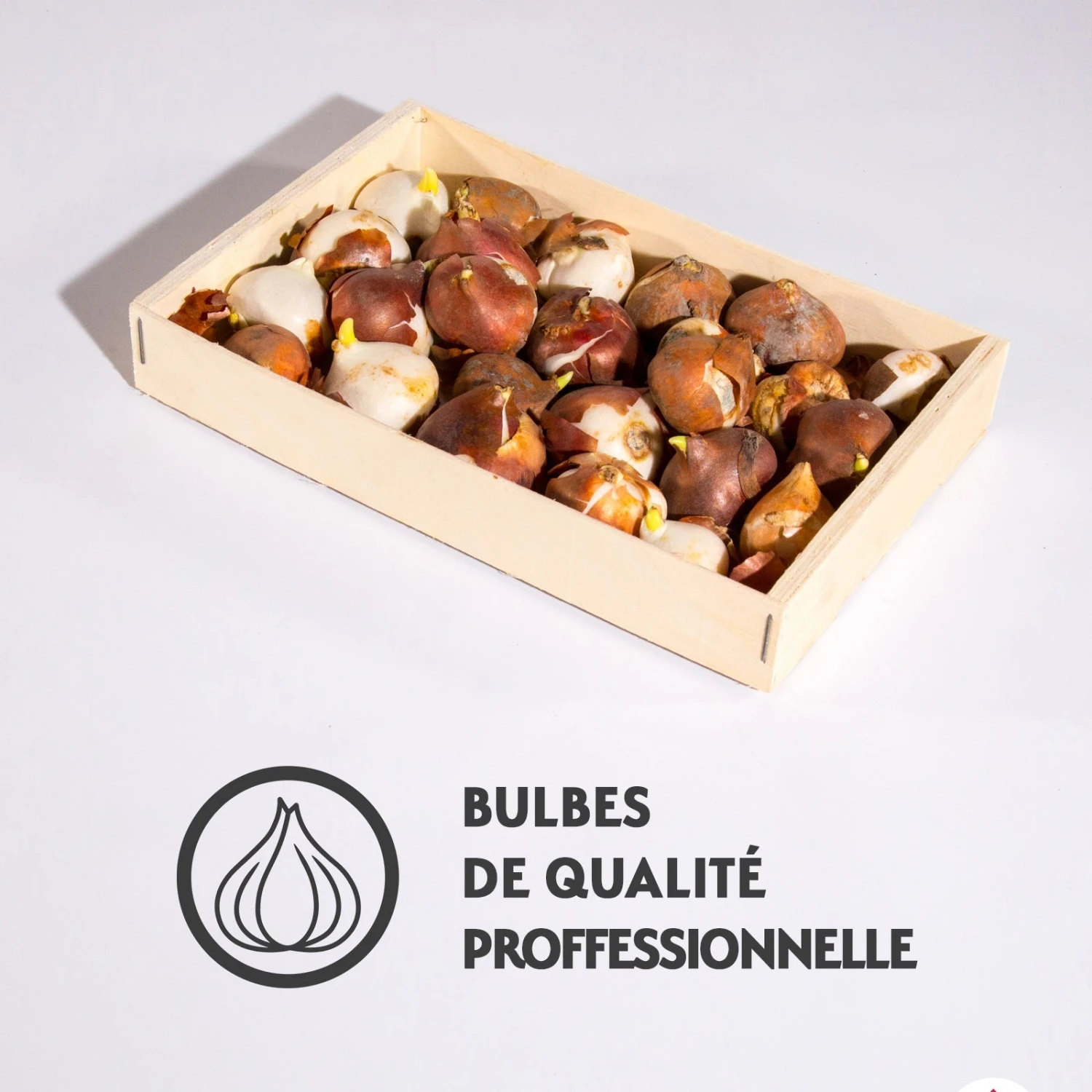 Tulipes à Longues Tiges En Mélange 6 Tulipes à Longues Tiges En Mélange – Image 4