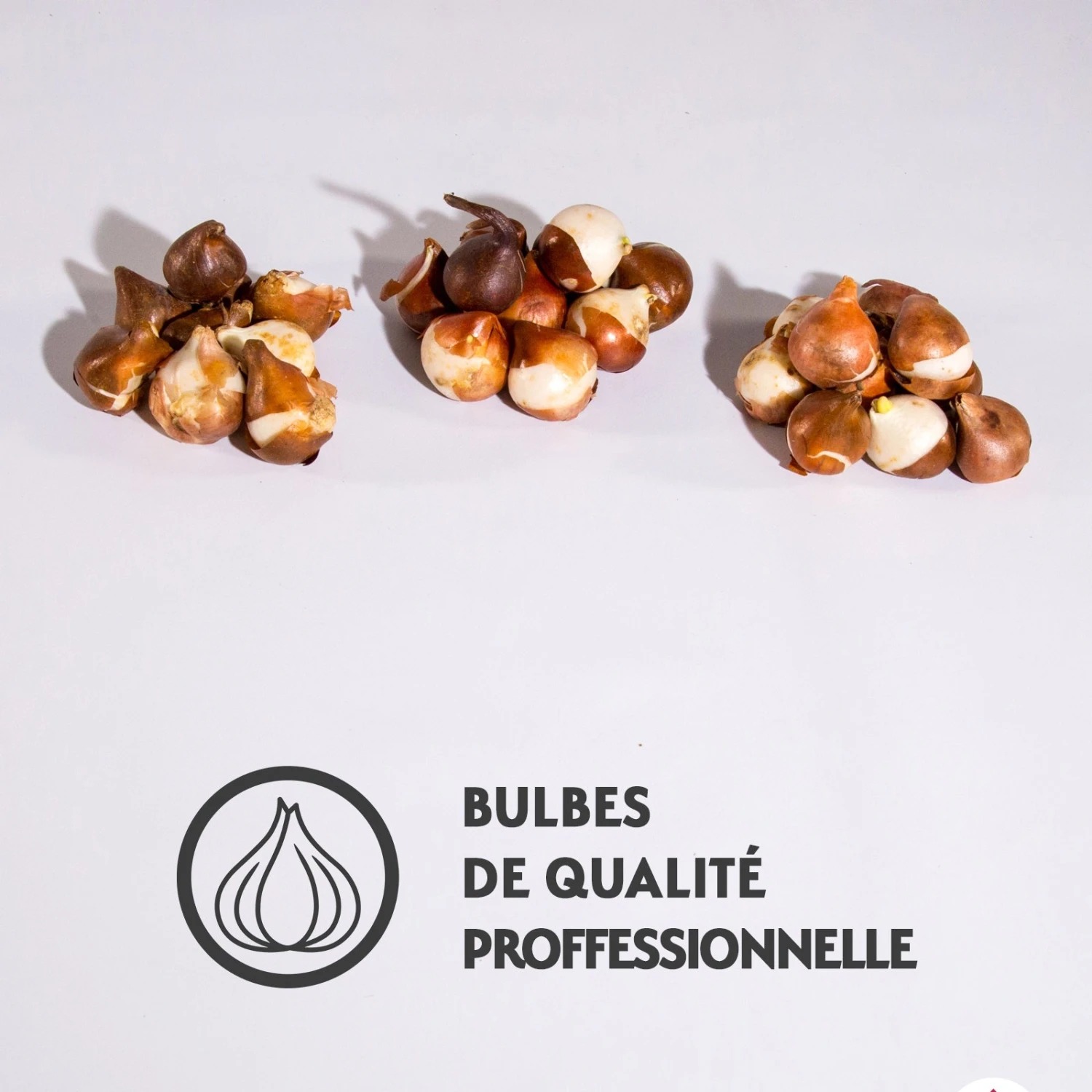 Collection De 30 Tulipes Doubles Murillo 7 Collection De 30 Tulipes Doubles Murillo – Image 5