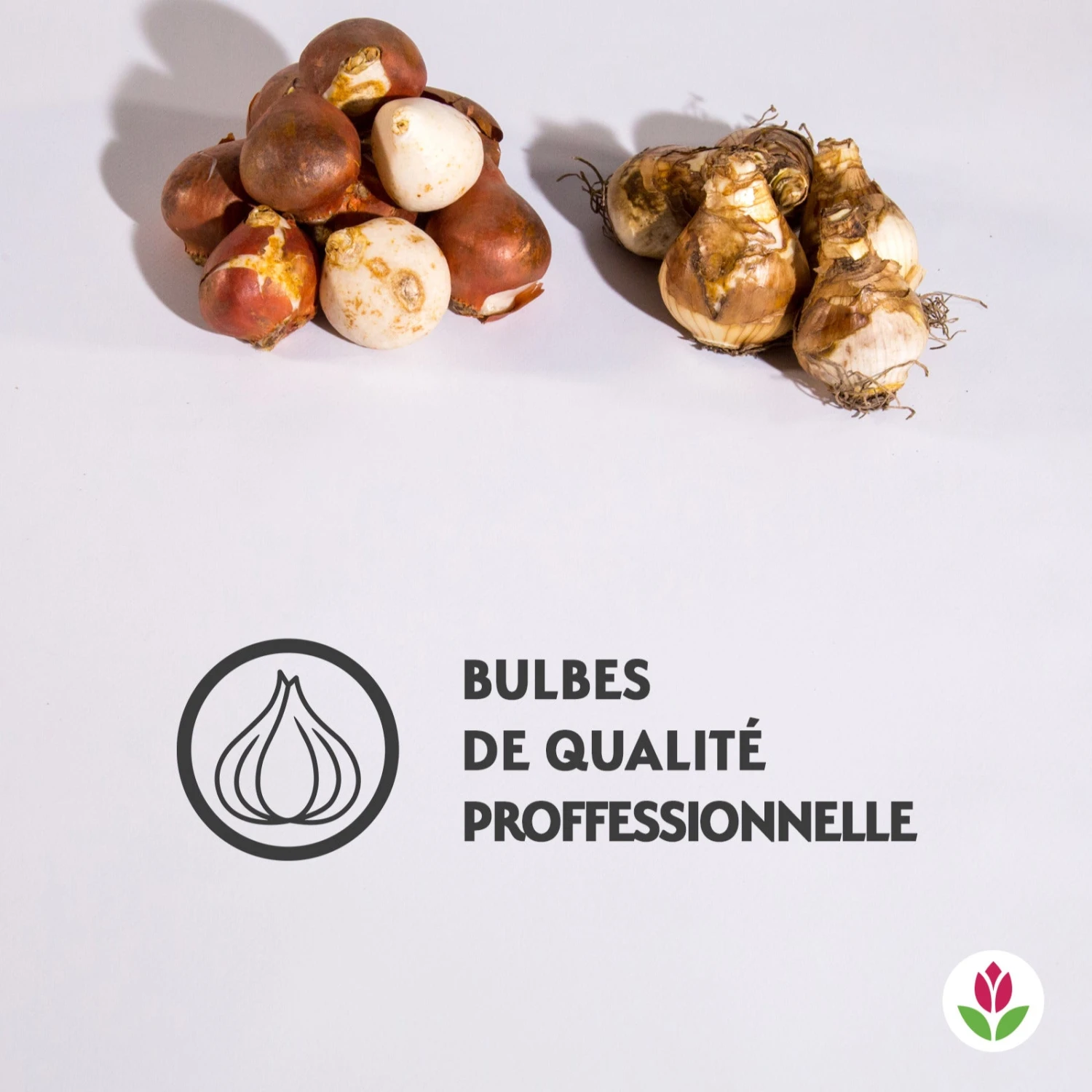 Collection De 15 Narcisses Replete Et Tulipes Evening Breeze 4 Collection De 15 Narcisses Replete Et Tulipes Evening Breeze – Image 2