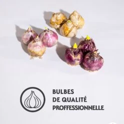 Collection De 9 Jacinthes : Gipsy Queen, Woodstock, City Of Haarlem 11 Collection De 9 Jacinthes : Gipsy Queen, Woodstock, City Of Haarlem -France Fournitures De Jardin Soldes 2024 qlz 103724 5