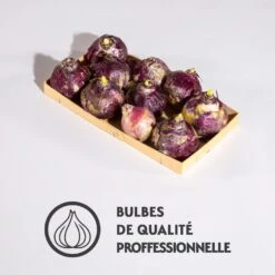 Jacinthes En Mélange 14 Jacinthes En Mélange -France Fournitures De Jardin Soldes 2024 qlz 103725 8 1700063567260