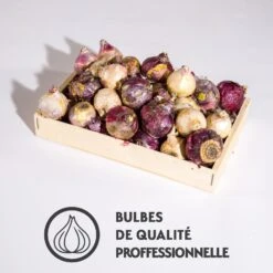 Jacinthes En Mélange 15 Jacinthes En Mélange -France Fournitures De Jardin Soldes 2024 qlz 103725 9 1700063571379