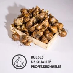 Narcisses En Mélange 11 Narcisses En Mélange -France Fournitures De Jardin Soldes 2024 qlz 103727 6 1700129656783