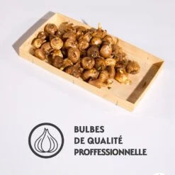 Crocus Mammouth En Mélange 9 Crocus Mammouth En Mélange -France Fournitures De Jardin Soldes 2024 qlz 103728 7