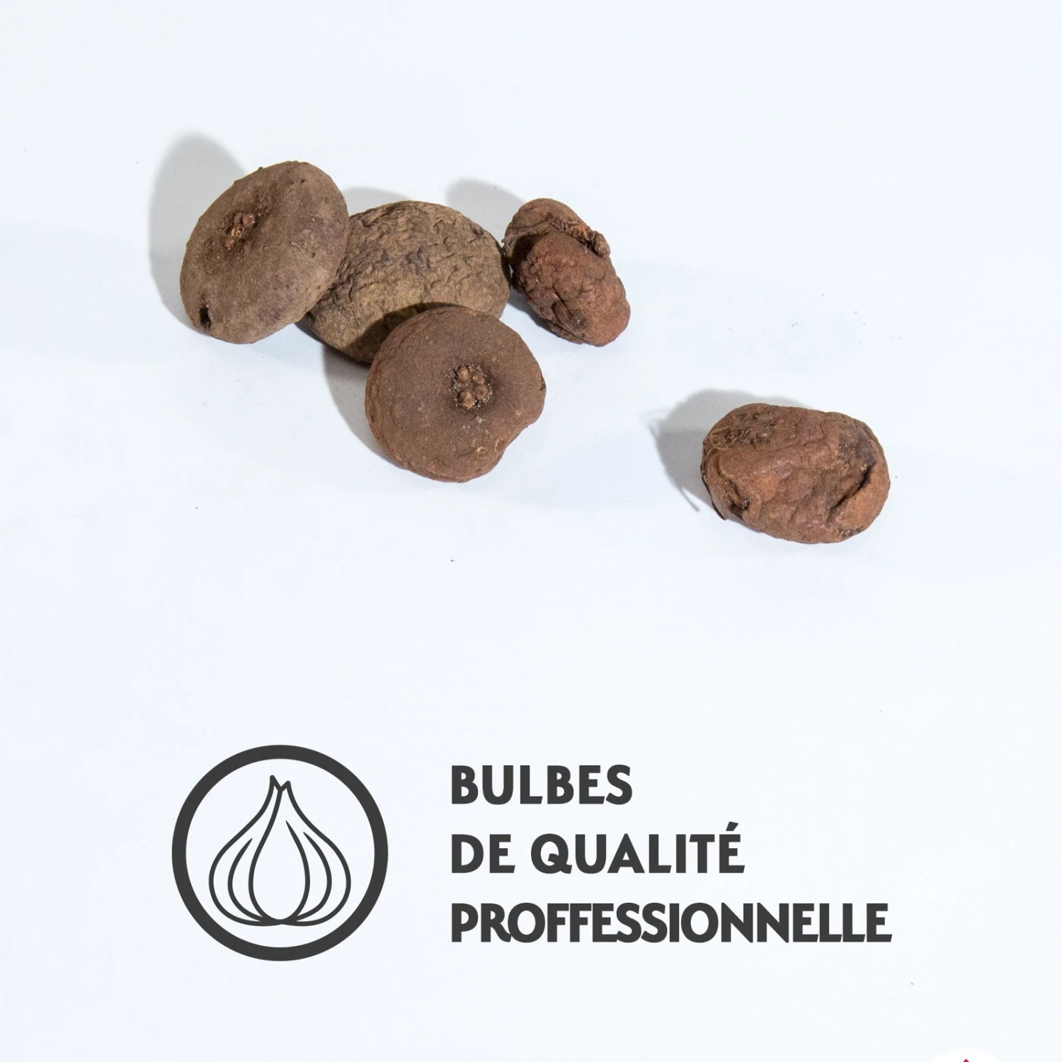 5 Cyclamens De Naples En Mélange 4 5 Cyclamens De Naples En Mélange – Image 2