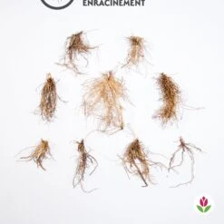 Collection De 9 Muguets : Blanc, Rose, Géant De Bordeaux 11 Collection De 9 Muguets : Blanc, Rose, Géant De Bordeaux -France Fournitures De Jardin Soldes 2024 qlz 103748 5 1706088831014