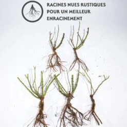 Collection De 5 Rosiers Pour Bouquets -France Fournitures De Jardin Soldes 2024 qlz 103758 7 1706545993860