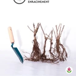 Collection De 4 Groseilliers à Maquereaux 9 Collection De 4 Groseilliers à Maquereaux -France Fournitures De Jardin Soldes 2024 qlz 103767 4 1706090446578