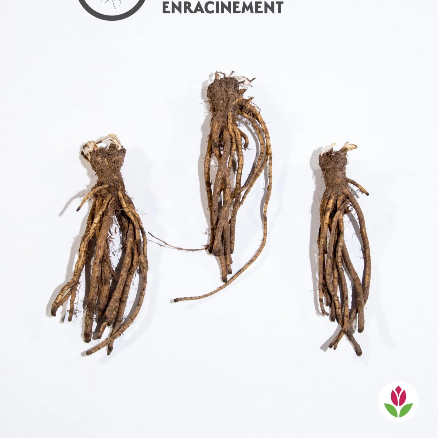 3 Pavots D'Orient Rose 4 3 Pavots D'Orient Rose – Image 2