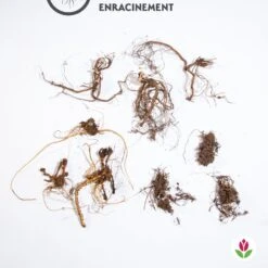 9 Géraniums Vivaces En Mélange 11 9 Géraniums Vivaces En Mélange -France Fournitures De Jardin Soldes 2024 qlz 103778 5 1706093454753