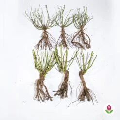 Collection De 6 Rosiers Couvre-sols Happy Chappy Et Wonderland 7 Collection De 6 Rosiers Couvre-sols Happy Chappy Et Wonderland -France Fournitures De Jardin Soldes 2024 qlz 103799 3 1706093727090