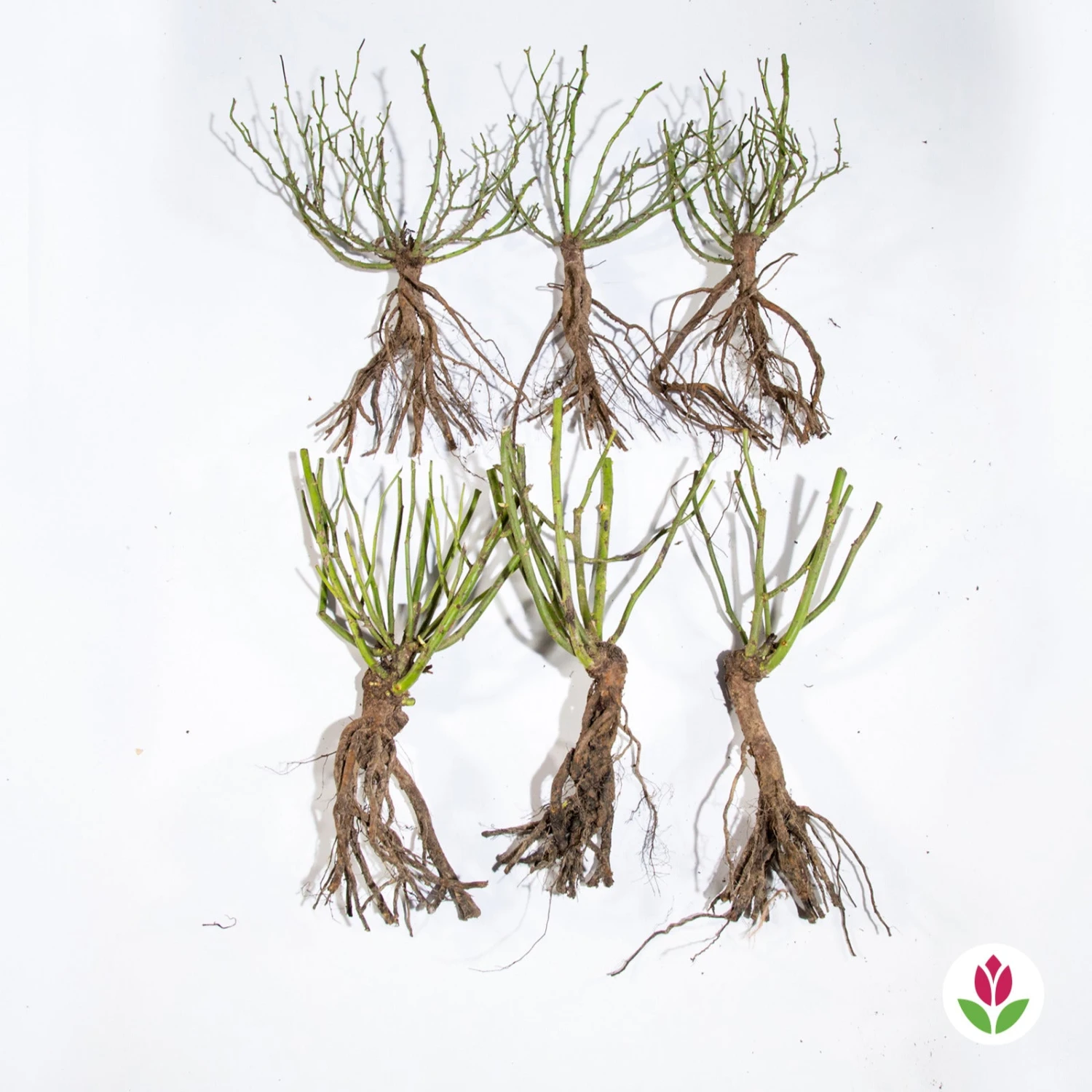 Collection De 6 Rosiers Couvre-sols Happy Chappy Et Wonderland 5 Collection De 6 Rosiers Couvre-sols Happy Chappy Et Wonderland – Image 3