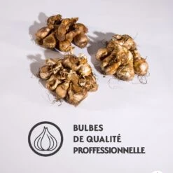 Collection De 30 Narcisses Fortune Et Rijnveld Early Sensation 11 Collection De 30 Narcisses Fortune Et Rijnveld Early Sensation -France Fournitures De Jardin Soldes 2024 qlz 103815 5