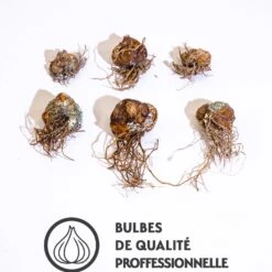 6 Lis Orientaux Tigrés En Mélange 7 6 Lis Orientaux Tigrés En Mélange -France Fournitures De Jardin Soldes 2024 qlz 103826 3 1706094192280