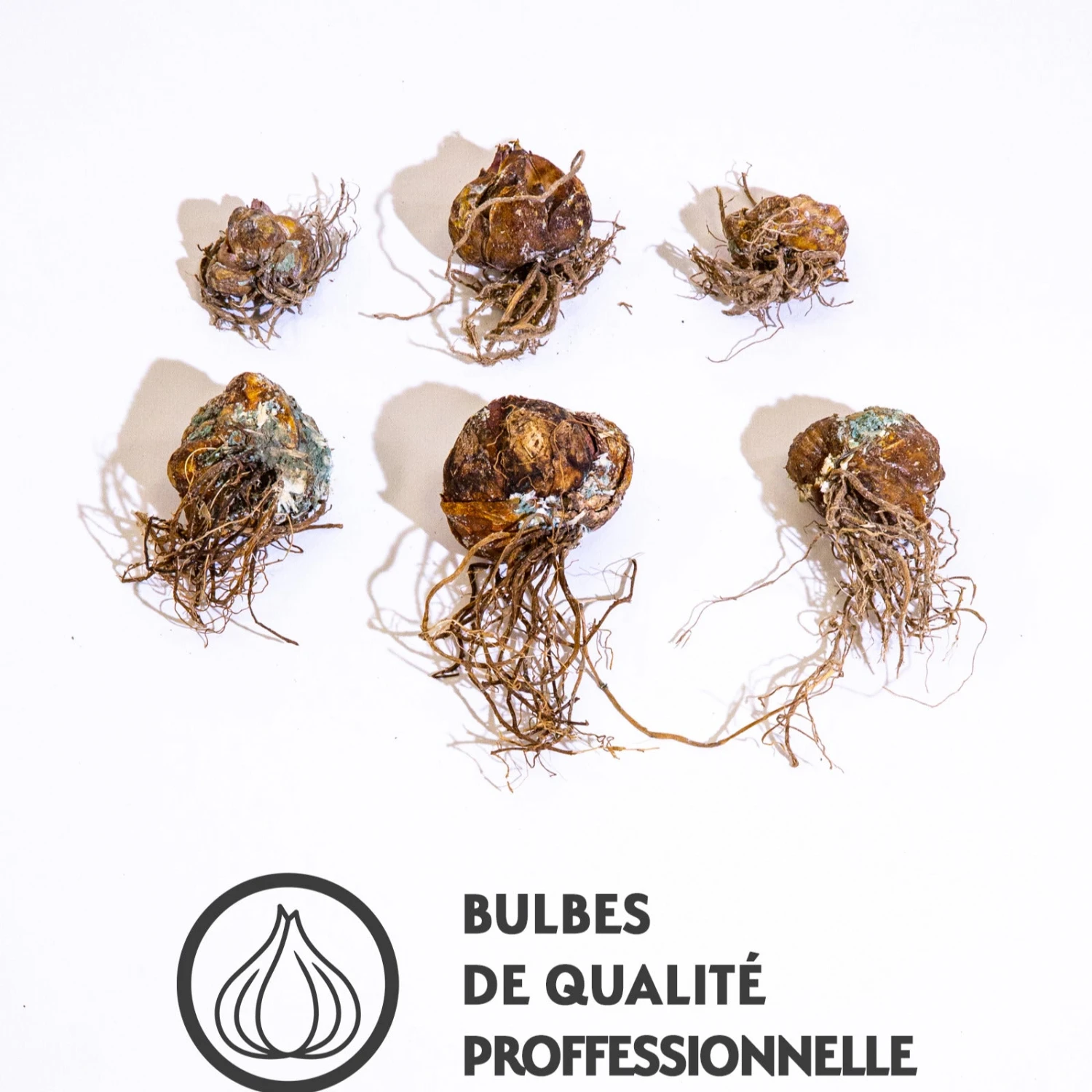 6 Lis Orientaux Tigrés En Mélange 5 6 Lis Orientaux Tigrés En Mélange – Image 3