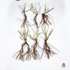 Collection De 6 Rosiers Couvre-sols 11 Collection De 6 Rosiers Couvre-sols -France Fournitures De Jardin Soldes 2024 qlz 103834 5 1706094389073