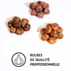 30 Glaïeuls Indian Summer, Nova Zembla, Sugar Black En Mélange 7 30 Glaïeuls Indian Summer, Nova Zembla, Sugar Black En Mélange -France Fournitures De Jardin Soldes 2024 qlz 103842 2