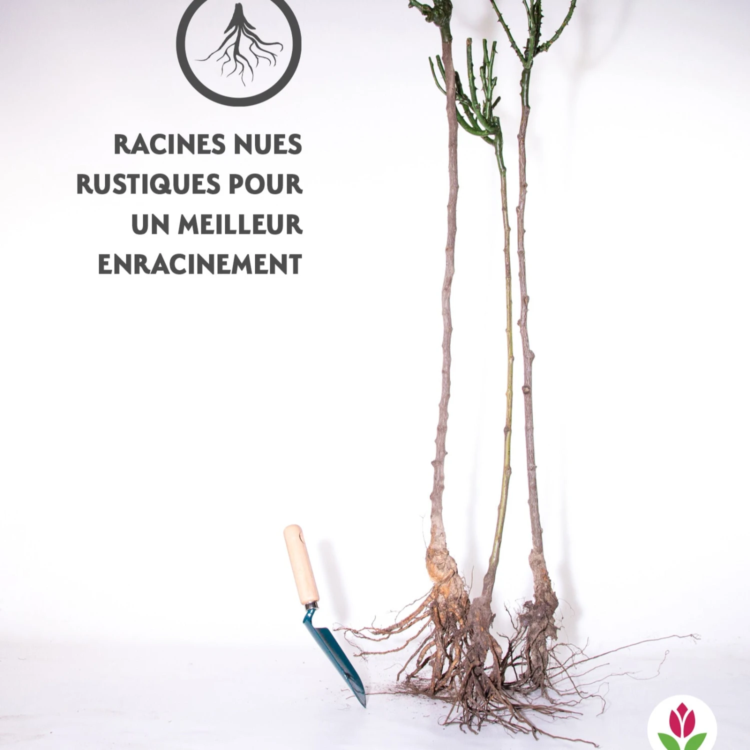 Collection De 3 Rosiers Tiges : Walztime, Sunsilk, Dame De Cœur 8 Collection De 3 Rosiers Tiges : Walztime, Sunsilk, Dame De Cœur – Image 6