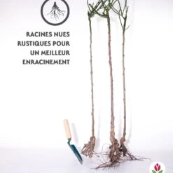 Collection De 3 Rosiers Tiges : Ramona, Korbin, Osiria 15 Collection De 3 Rosiers Tiges : Ramona, Korbin, Osiria -France Fournitures De Jardin Soldes 2024 qlz 103845 7 1706094633736