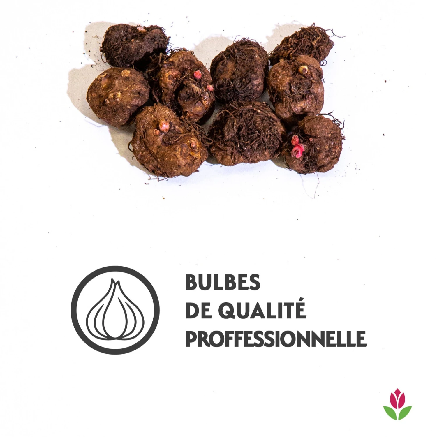 9 Bégonias Fimbriata En Mélange 5 9 Bégonias Fimbriata En Mélange – Image 3