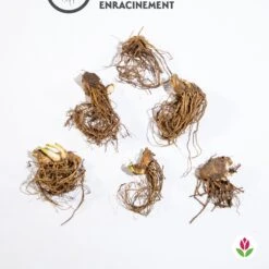 6 Iris De Jardin Noire, Orange, Rosé En Mélange 10 6 Iris De Jardin Noire, Orange, Rosé En Mélange -France Fournitures De Jardin Soldes 2024 qlz 103856 5 1706094770534