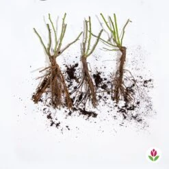 Collection De 3 Rosiers Anglais : Fish Ausgreen, Charlie, Her's Ausgreen -France Fournitures De Jardin Soldes 2024 qlz 103893 5 1706095266219