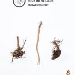 3 Rudbeckias Et Chardon Bleu En Mélange -France Fournitures De Jardin Soldes 2024 qlz 103894 3 1706095277094