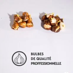 Collection De 20 Tulipes Triomphe Bellville Et Blue Beauty -France Fournitures De Jardin Soldes 2024 qlz 104008 4