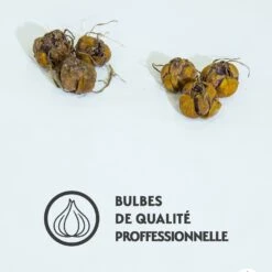 Collection De 6 Lis (Beverly Dreams, Mister Pistache) 9 Collection De 6 Lis (Beverly Dreams, Mister Pistache) -France Fournitures De Jardin Soldes 2024 qlz 104013 3