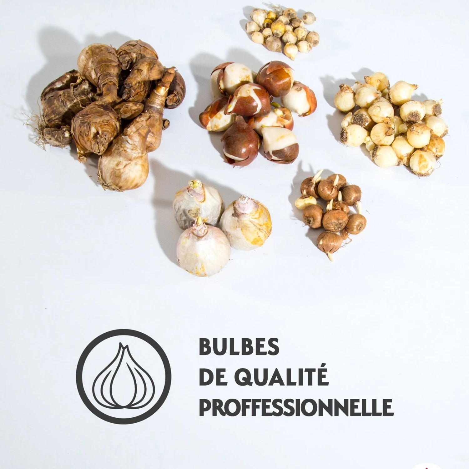 Collection De 75 Bulbes Pour Terrasse Et Jardin 4 Collection De 75 Bulbes Pour Terrasse Et Jardin – Image 2