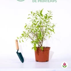 Caryopteris Worcester Gold 7 Caryopteris Worcester Gold -France Fournitures De Jardin Soldes 2024 qlz 104060 2 1706102827180