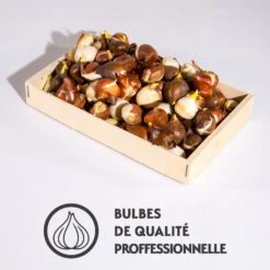 100 Tulipes à Longues Tiges En Mélange 7 100 Tulipes à Longues Tiges En Mélange -France Fournitures De Jardin Soldes 2024 qlz 104948 3 1700143600289