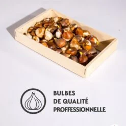 50 Tulipes à Longues Tiges En Mélange 7 50 Tulipes à Longues Tiges En Mélange -France Fournitures De Jardin Soldes 2024 qlz 104949 3