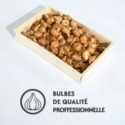 100 Crocus à Grosses Fleurs En Mélange 9 100 Crocus à Grosses Fleurs En Mélange -France Fournitures De Jardin Soldes 2024 qlz 104975 5 1700218564714