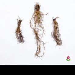 Rudbeckia Pourpre Green Twister - Echinacea -France Fournitures De Jardin Soldes 2024 qlz 59862 6 1707129536662