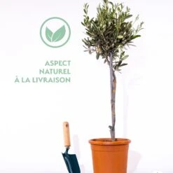 Olivier Sur Tige 17 Olivier Sur Tige -France Fournitures De Jardin Soldes 2024 qlz 64211 9