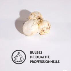 3 Alliums D'ornement Globemaster 7 3 Alliums D'ornement Globemaster -France Fournitures De Jardin Soldes 2024 qlz 72833 5