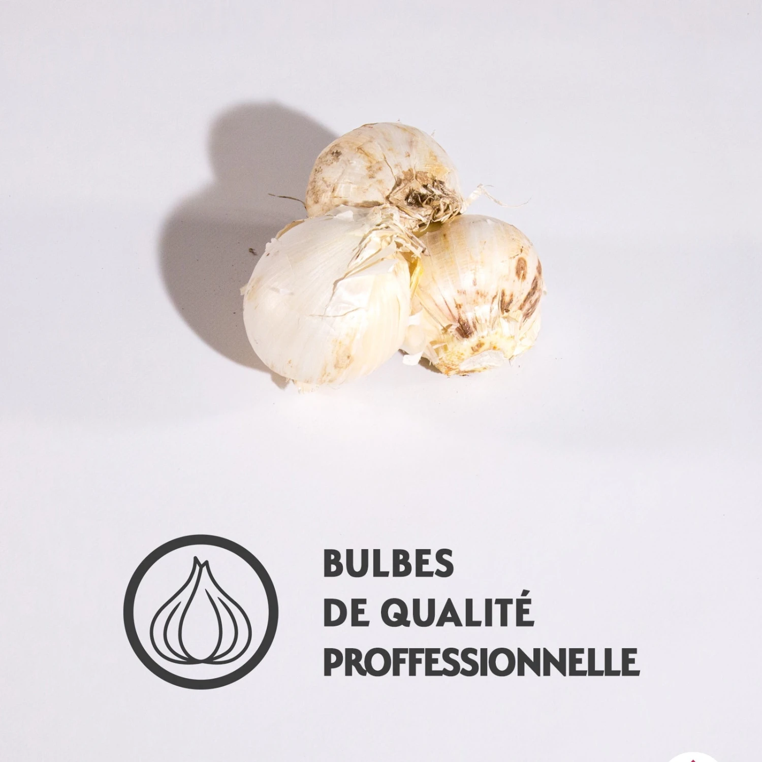 3 Alliums D'ornement Globemaster 5 3 Alliums D'ornement Globemaster – Image 3