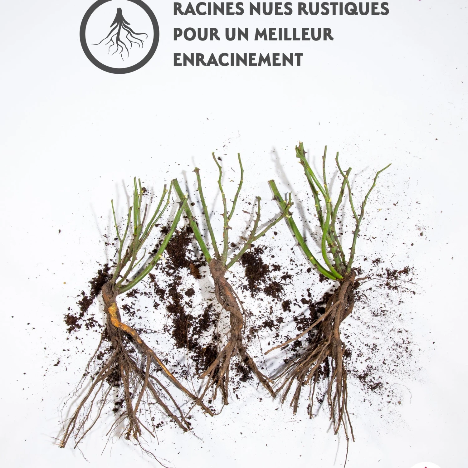 3 Rosiers à Massif Friesia 4 3 Rosiers à Massif Friesia – Image 2