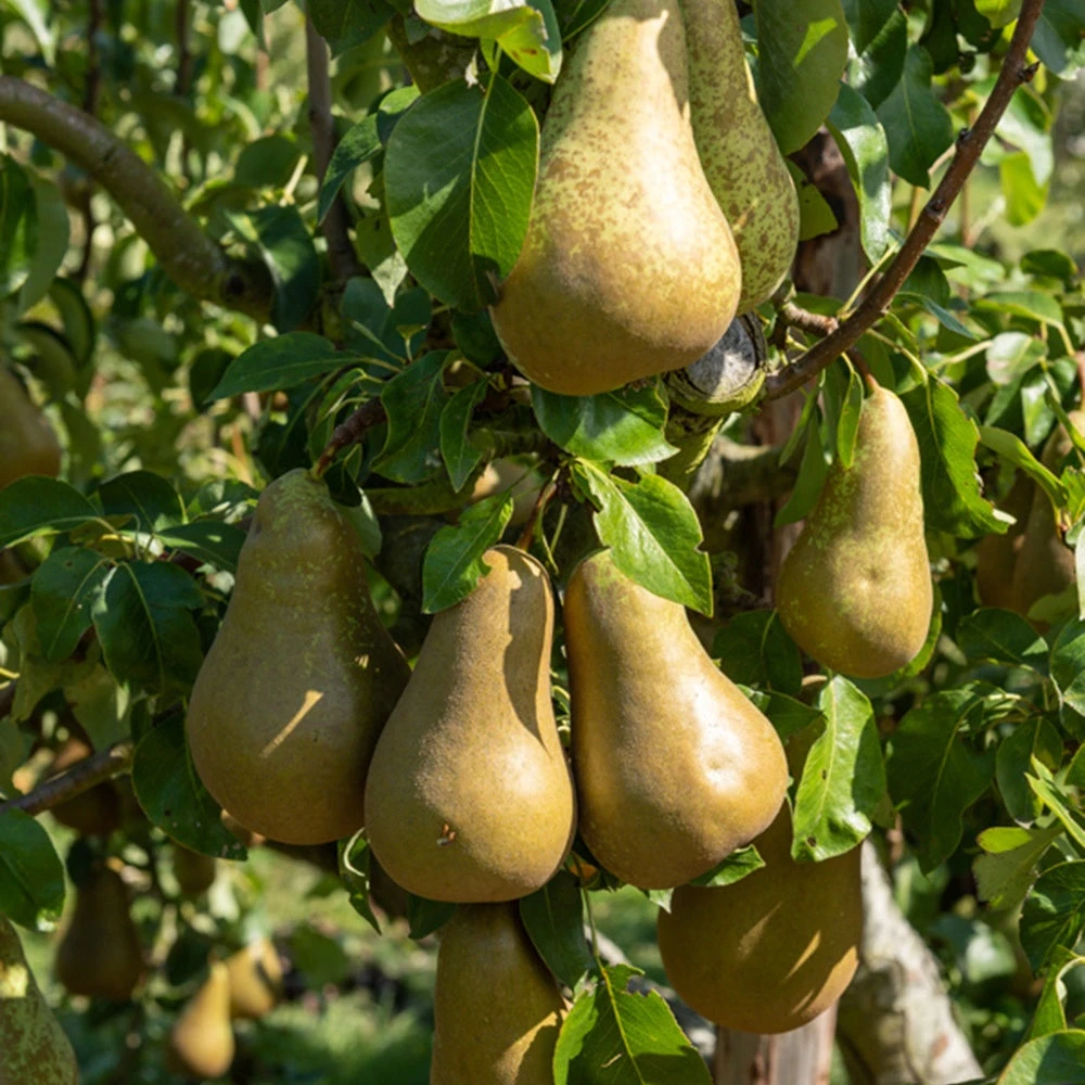 Poirier Conférence 4 Poirier Conférence – Image 2