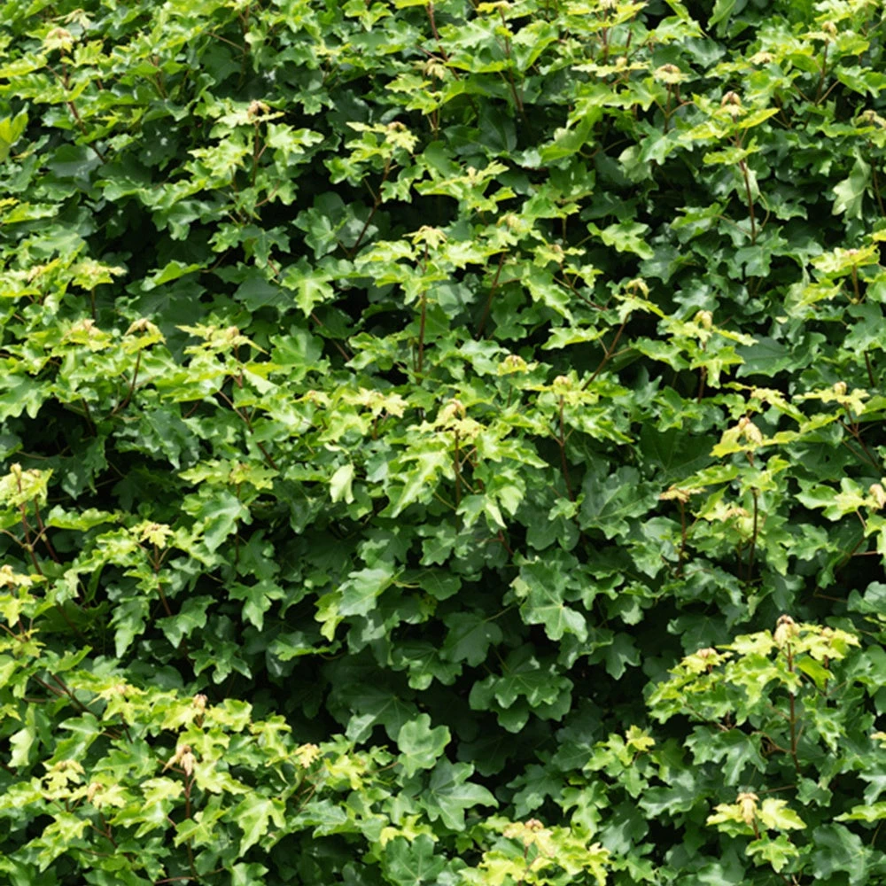 Erable Champêtre 4 Erable Champêtre – Image 2