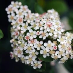 Aronia à Feuilles D'arbousier Brilliant