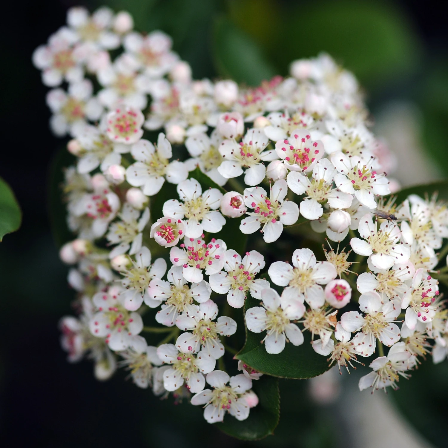 Aronia à Feuilles D'arbousier Brilliant 3 Aronia à Feuilles D'arbousier Brilliant
