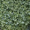 Pittosporum Tobira 2 Pittosporum Tobira -France Fournitures De Jardin Soldes 2024 rav 103404 5