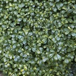 Pittosporum Tobira