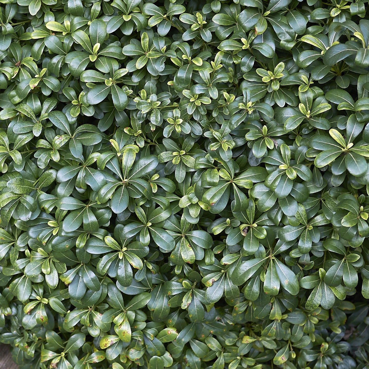 Pittosporum Tobira 3 Pittosporum Tobira