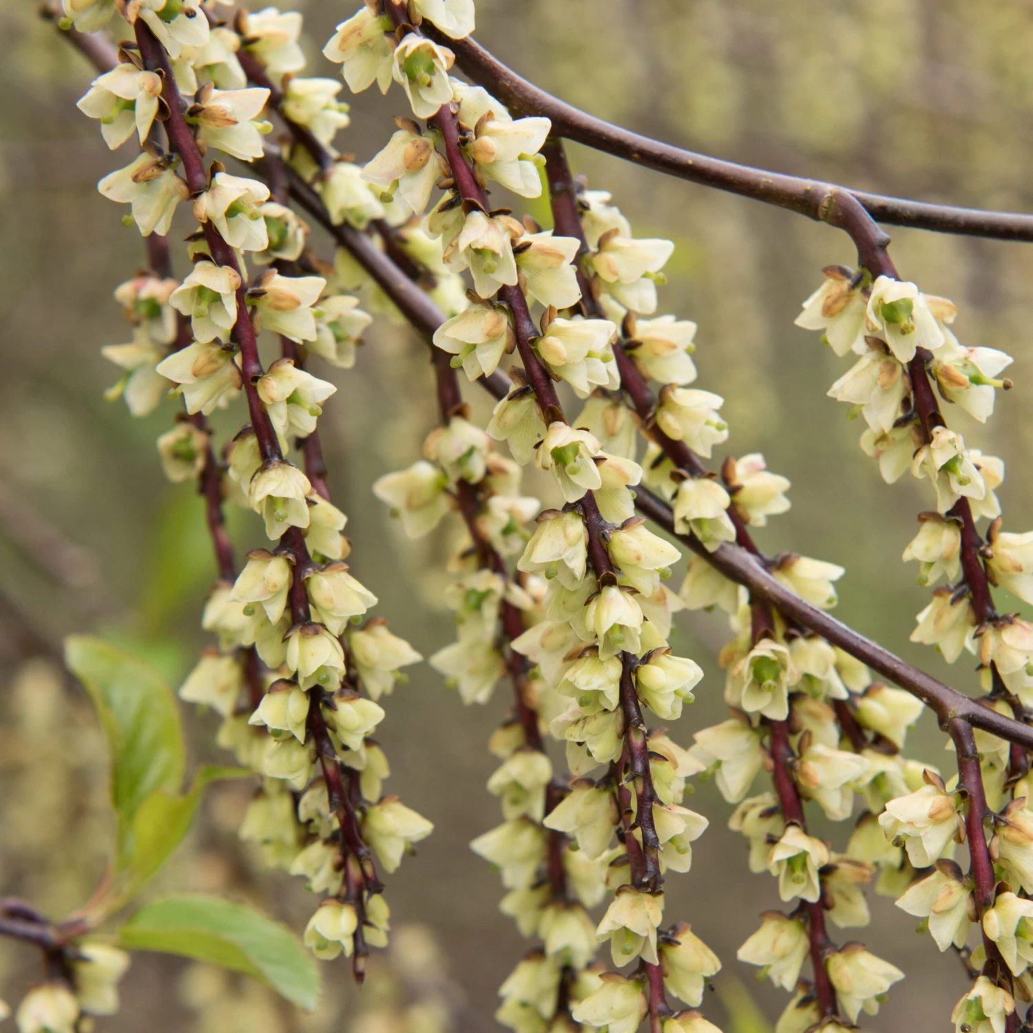 Stachyurus Chinensis Joy Forever 3 Stachyurus Chinensis Joy Forever