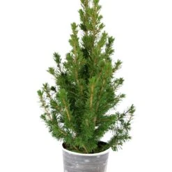 Petit Sapin De Noël